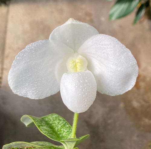 Paphiopedilum Catherine Briois (delenatii v. alba x godefroyae v. alba)