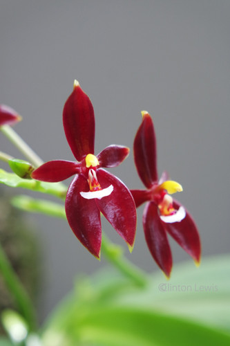 Phalaenopsis cornu-cervi f. chattaladae 'Dynasty Bloodline'