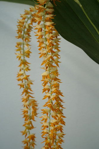 Dendrochilum magnum 'Orchid Dynasty'