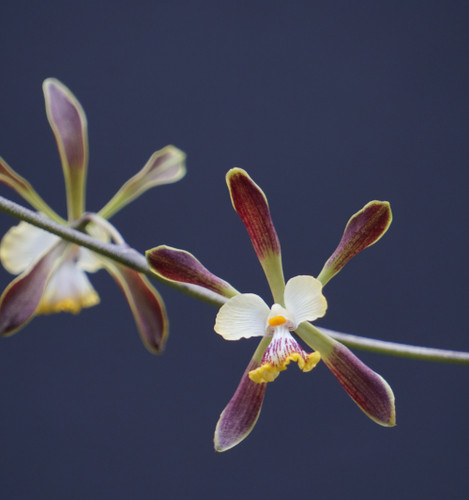 Encyclia alata 