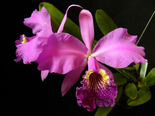 Cattleya lueddemanniana