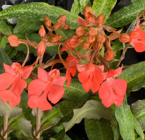 Habenaria Regnieri (rhodocheila x carnea)