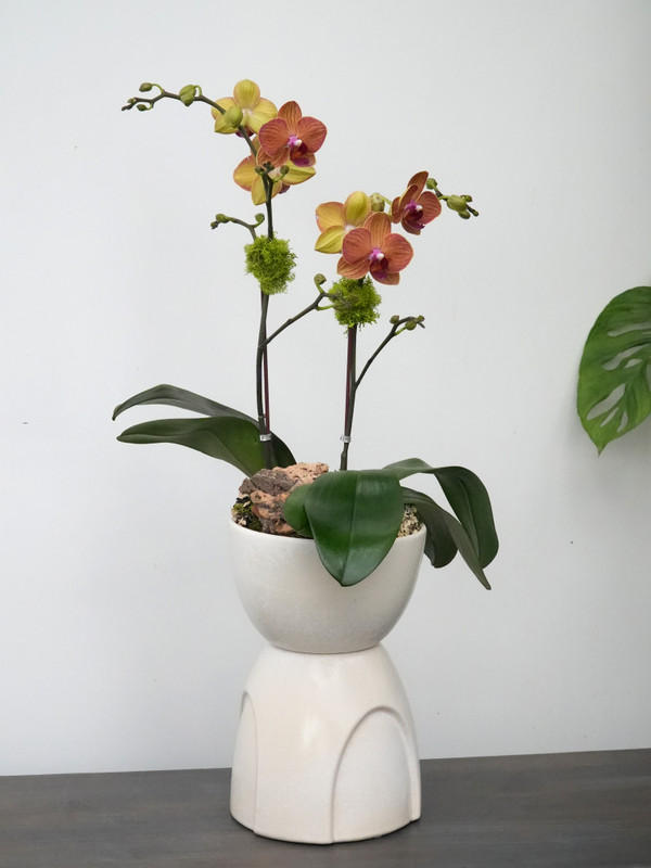 REMY | Compact Double Orchid