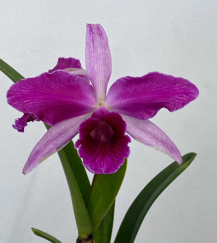 Laelia purpurata ('Canaima's Patrick' AM/AOS x 'ECO')