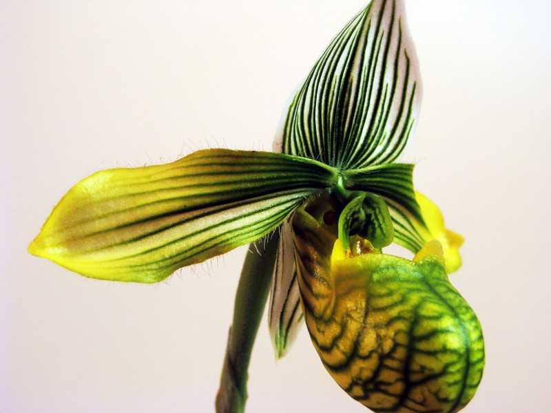 Paphiopedilum venustum v. measureanum