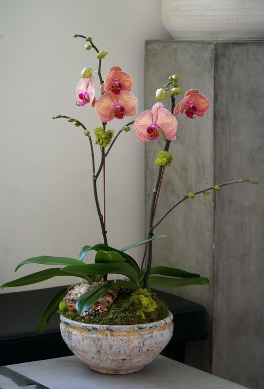 TERRA | Double Orchid Planter