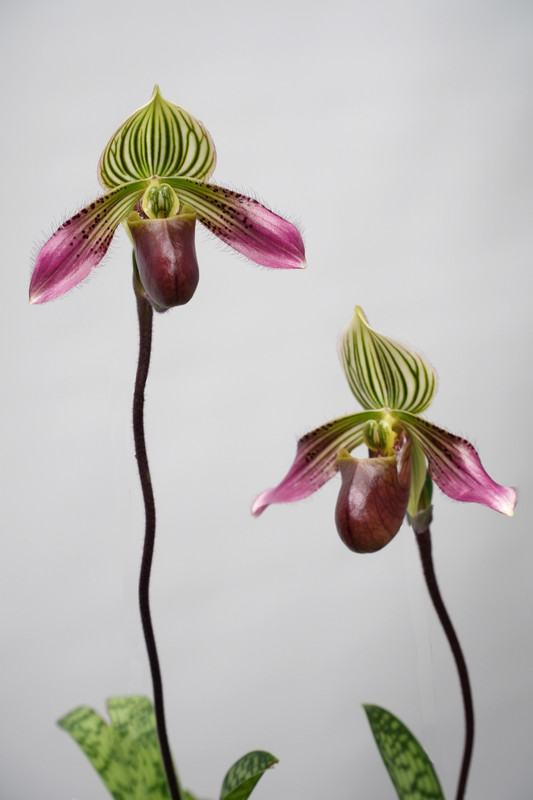 Paphiopedilum urbanianum x sib (Shine and Glory x Chocolate Mousse)