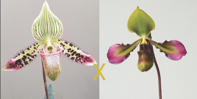 Paphiopedilum Sam Tsui (argus x volonteanum)