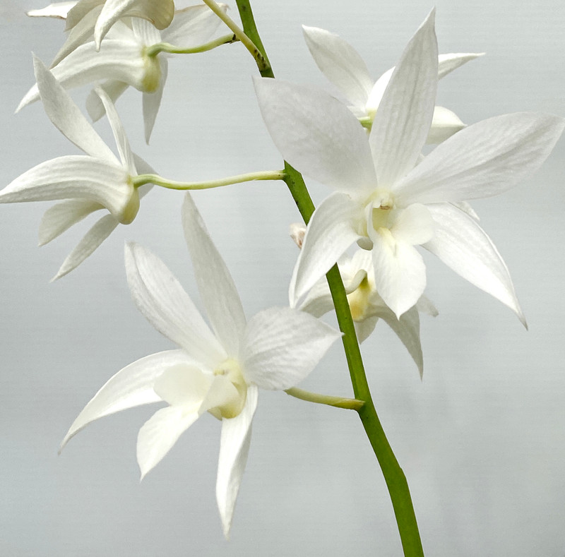 Dendrobium White Grace (Fiftieth State x speciosum)