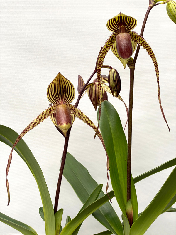 Paphiopedilum rothschildianum 'Speed of Light' AM/AOS x Yang-Ji Hawk 'Bold Stripes'