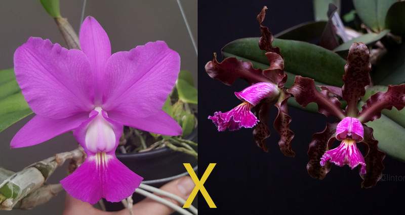 Cattleya Mem. Hiromi Nishii (walkeriana x schilleriana)