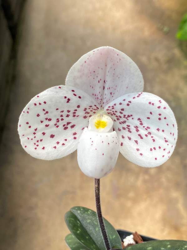 Paphiopedilum Gisela Utz (thaianum x wenshanense)