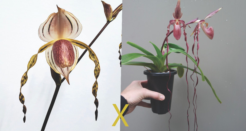 Paphiopedilum Sanders Pride (sanderianum x stonei)