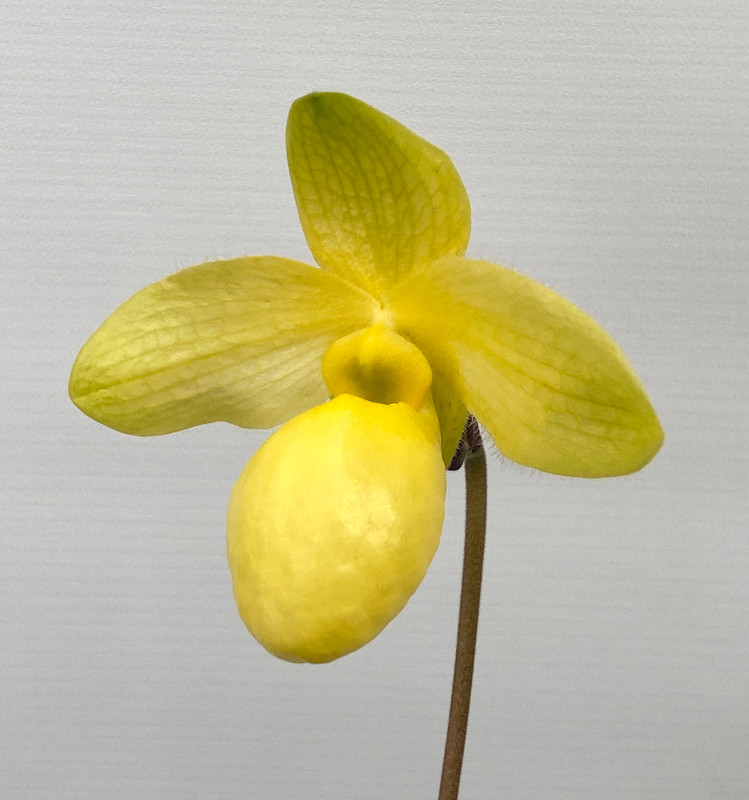 Paphiopedilum Gold Dollar (primulinum x armeniacum)