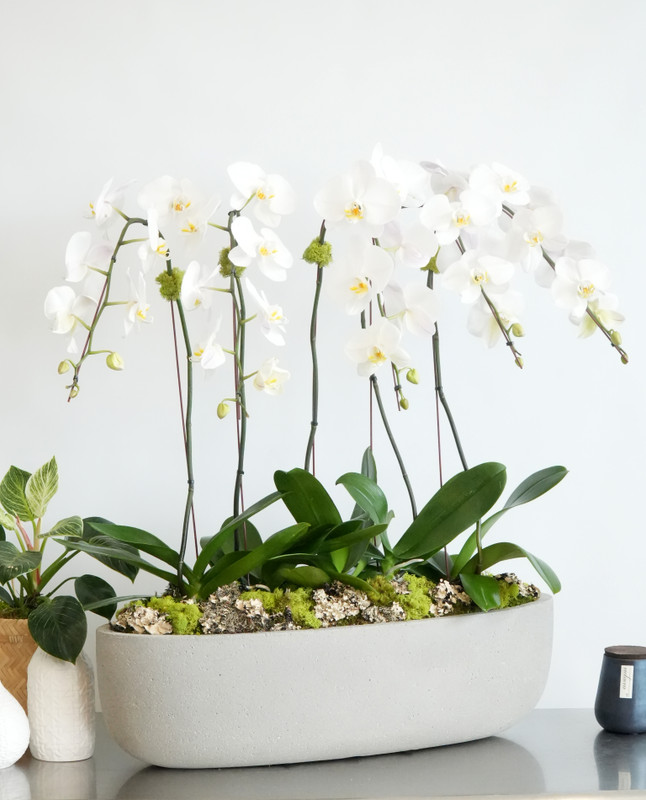 CEMENT OVAL | Limited 5 Orchid Planter