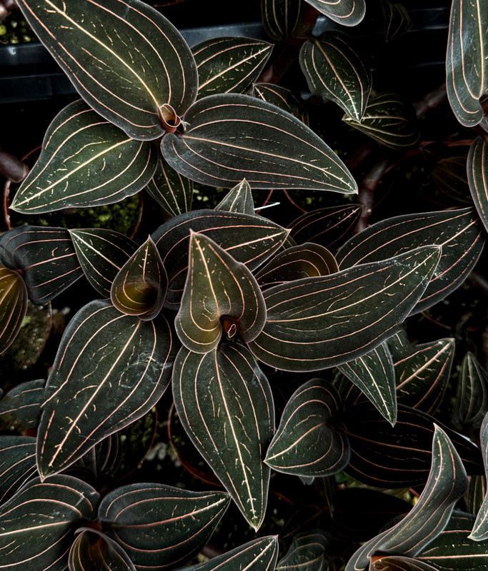 Ludisia discolor (seed grown) Jewel Orchid