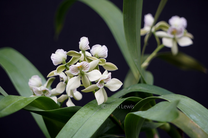 Epidendrum (Prosthechea) chacaoense