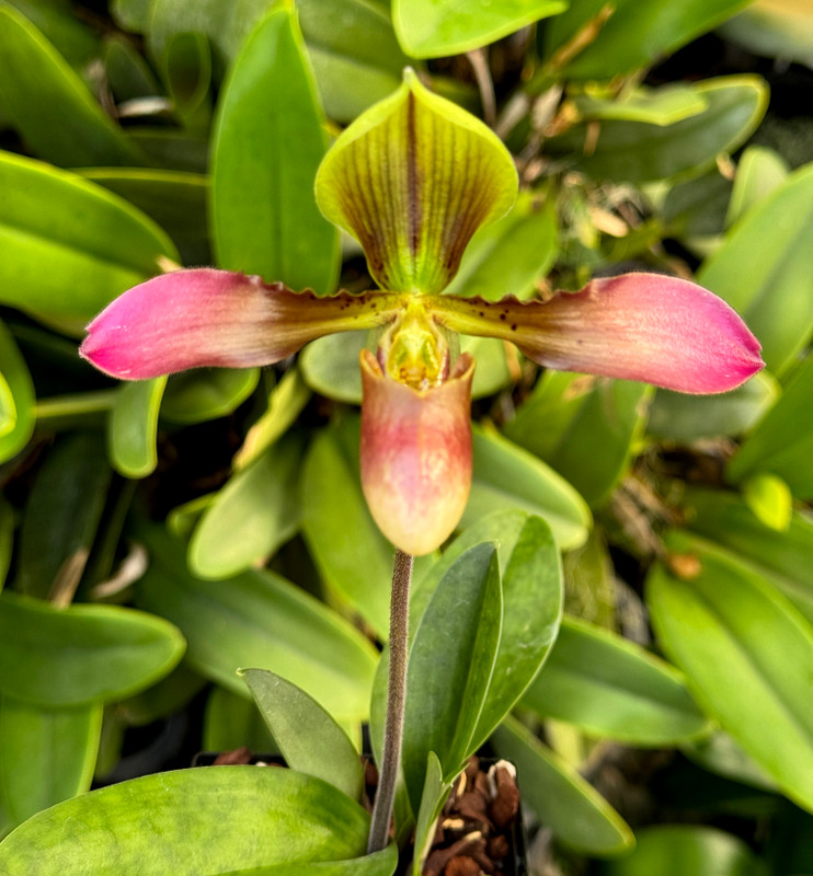 Paphiopedilum appletonianum x tigrinum