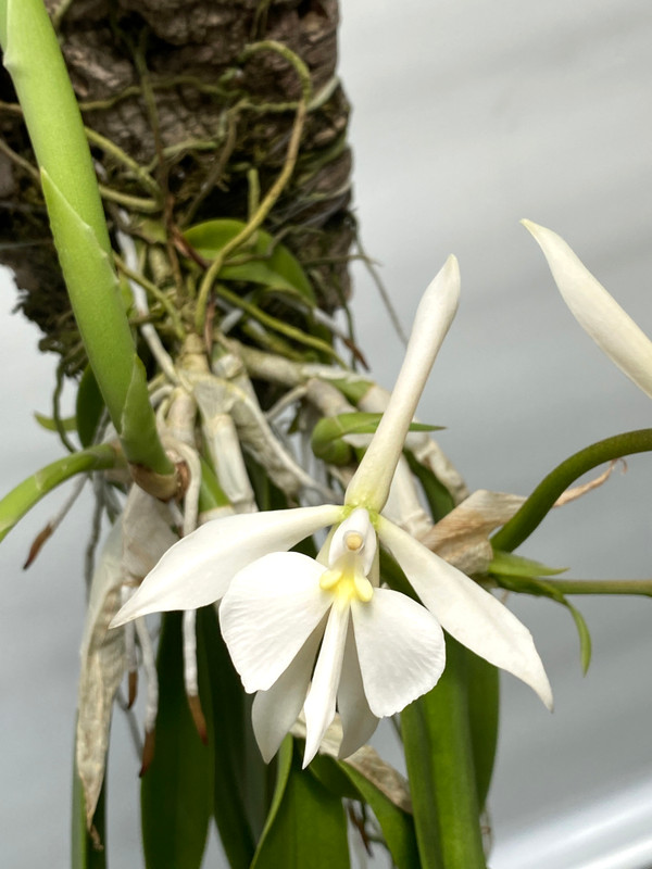 Epidendrum falcatum