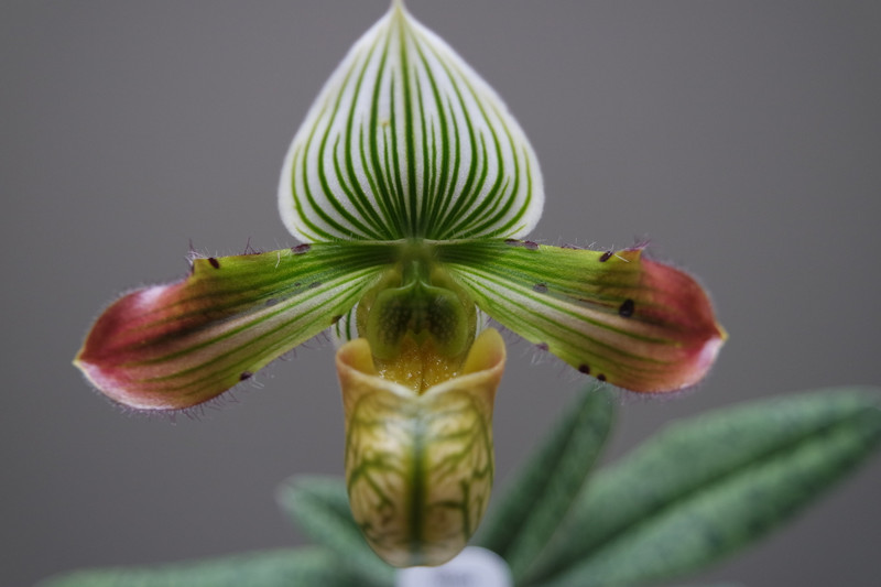 Paphiopedilum venustum (select breeding)