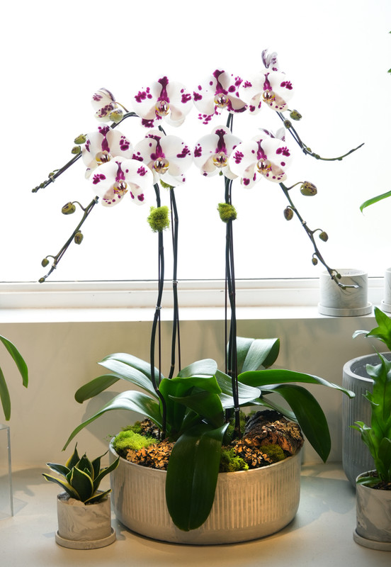 RIDGE | Quad Orchid Planter