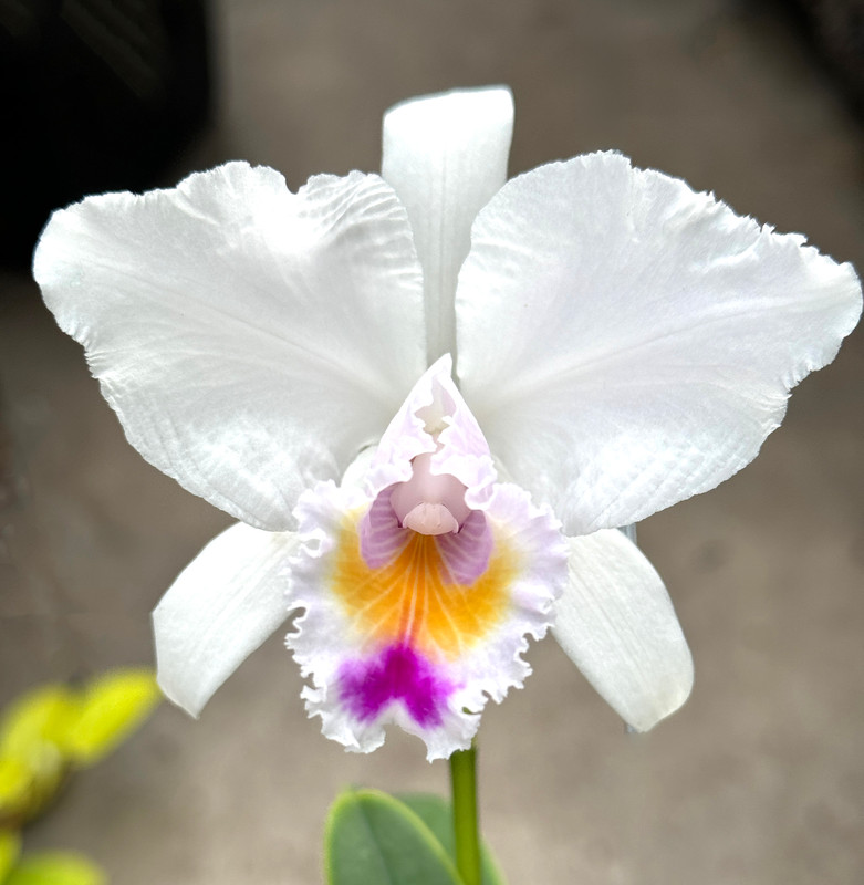 Cattleya quadricolor (syn. chacoensis)