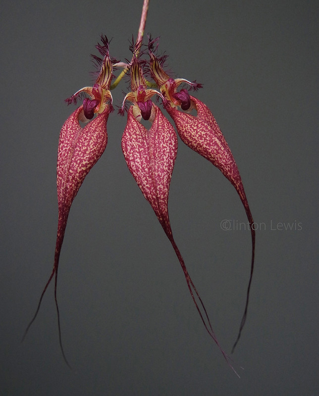 Bulbophyllum rothschildianum x sib 