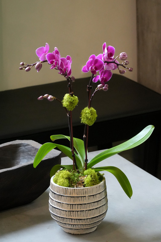 ITAL | Compact Orchid