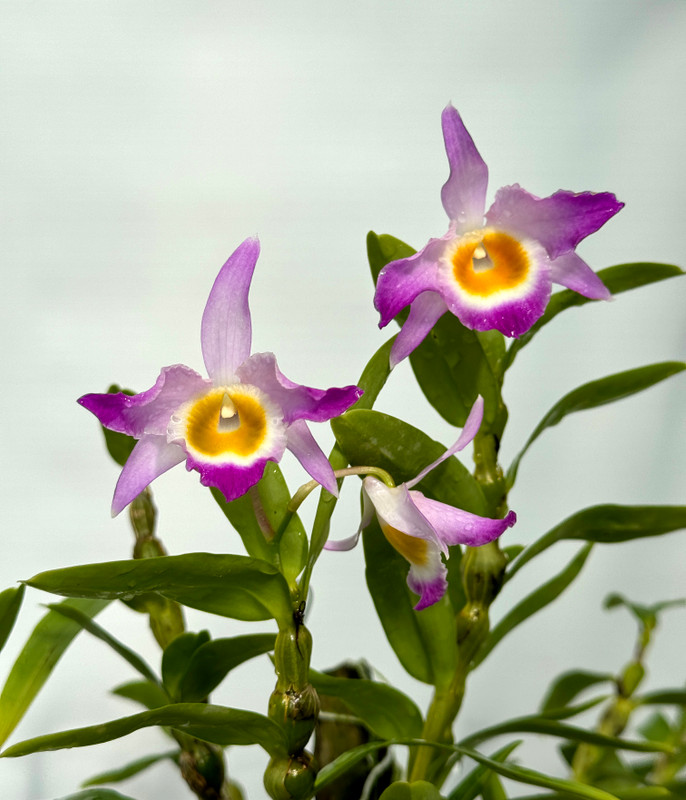 Dendrobium findlyanum