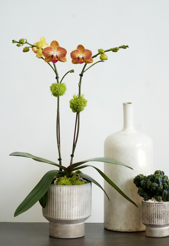 OBEL | Compact Orchid