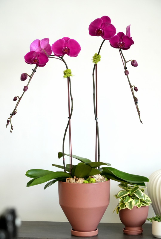 JEWEL SERIES - DARK MAUVE | Double Planter