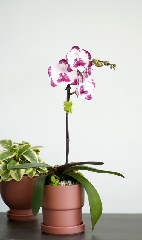 JEWEL SERIES - DARK MAUVE | Compact Orchid