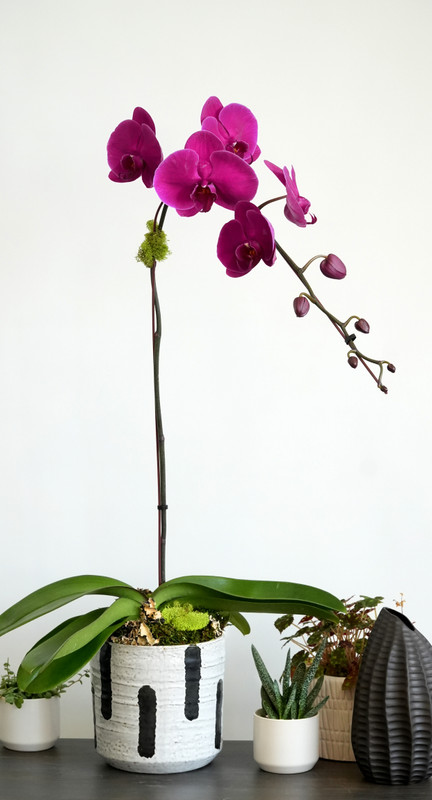 Tōrō | Single Orchid Planter