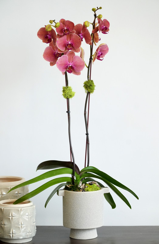 Cupra | Single Orchid Planter