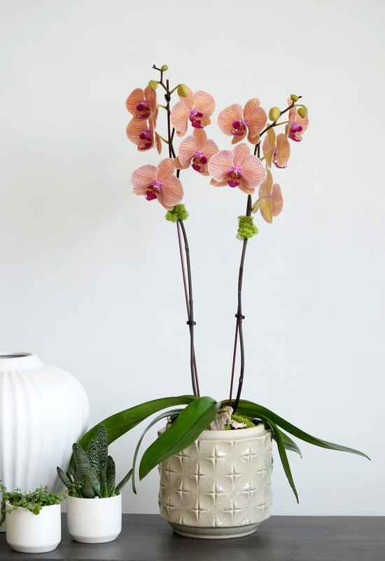 CALYX | Single Orchid Planter