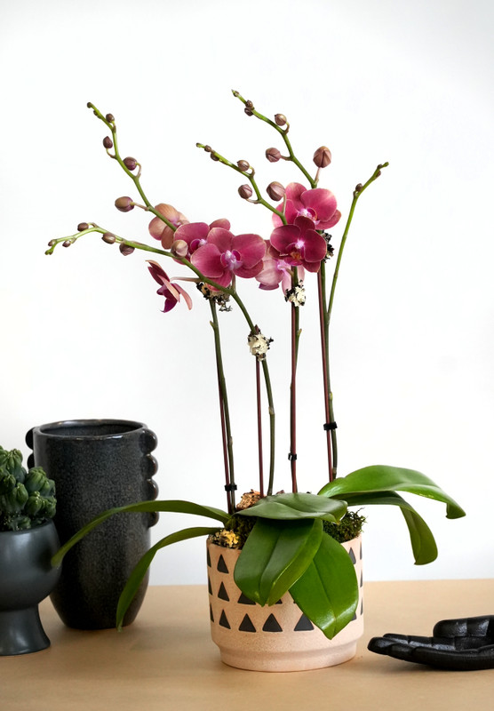INCA | Compact Double Orchid