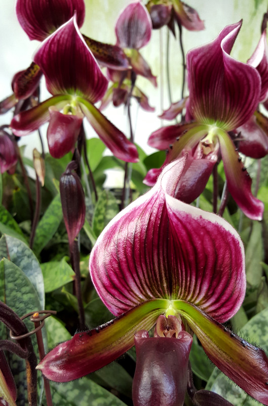 Paphiopedilum Growers Choice Maudiae Hybrid in Bud