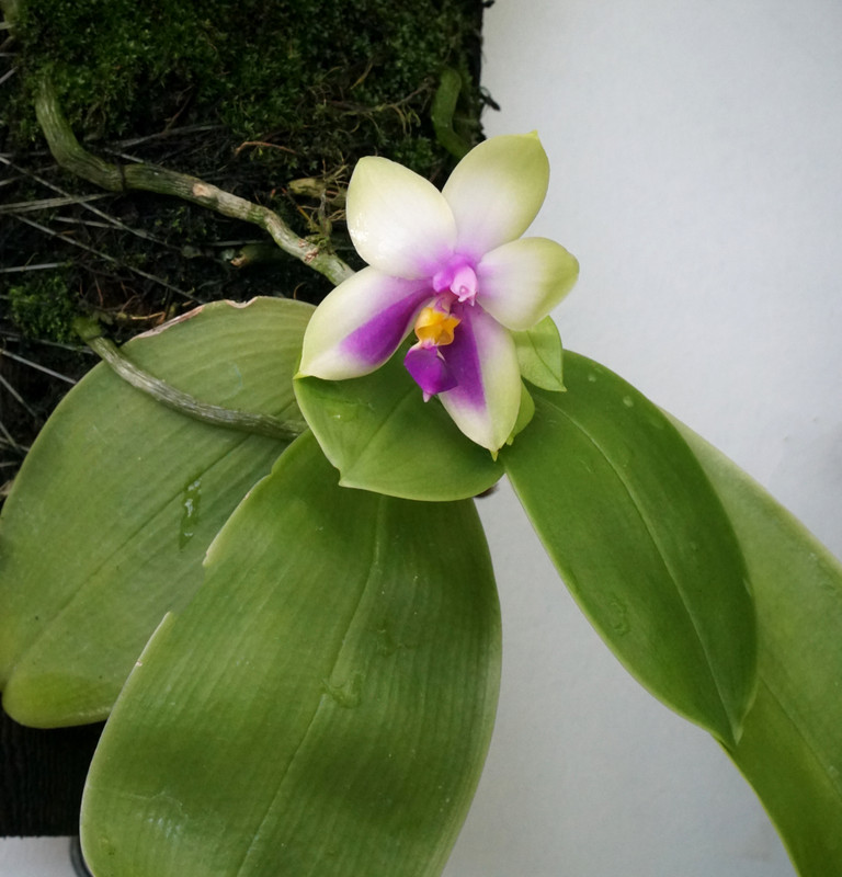 Phalaenopsis bellina v. coerulea x sib