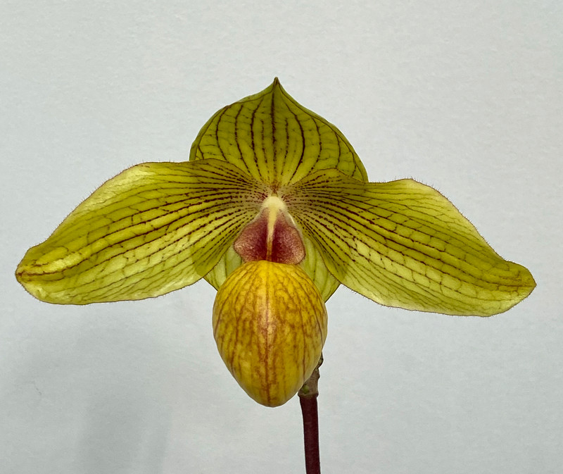 Paphiopedilum Dollgoldi (armeniacum 'Teeth' x rothchildianum 'New Horizon' FCC/AOS