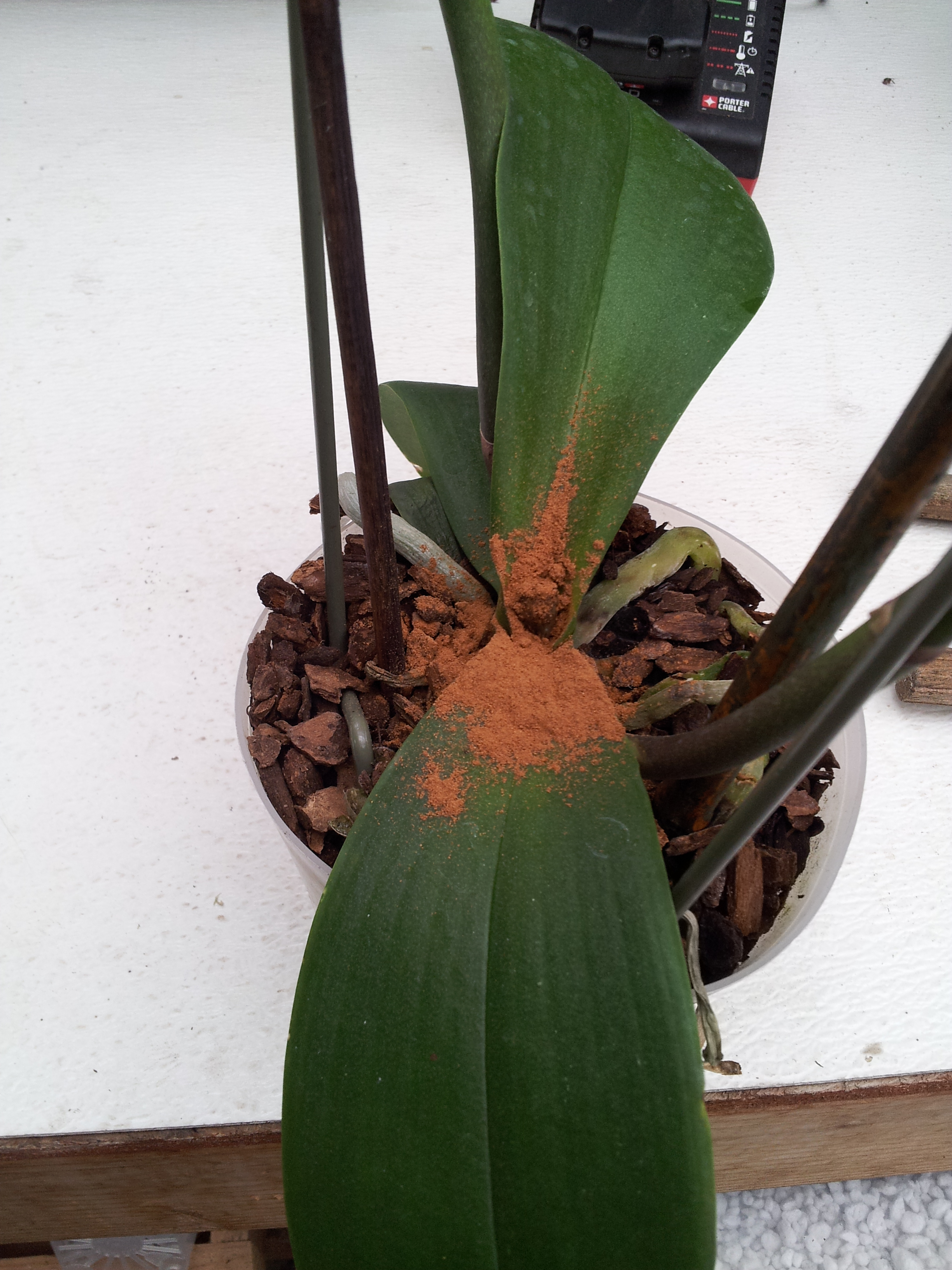 black spots on orchid flowers