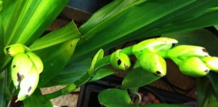 Orchid Bud Blast: 5 Top Causes for Drying/Dying Flower Buds