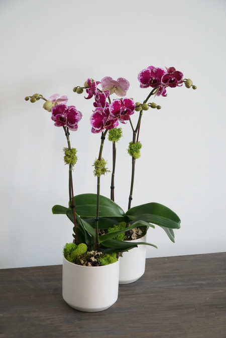 JIN | Compact Orchid - Orchid Dynasty