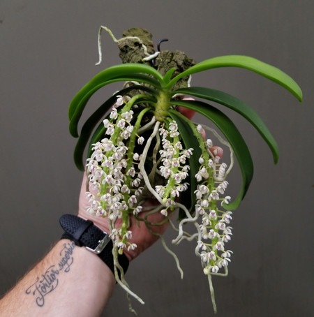 Tuberlabium kotoense 'Doc' x self - Orchid Dynasty