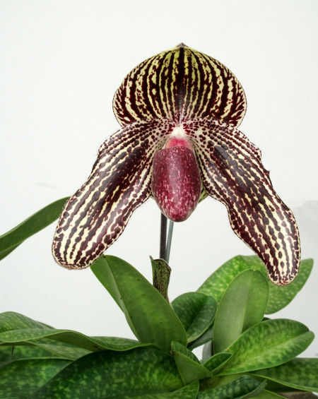 お買い得お得 ヤフオク! - 洋蘭 パフィオ Paph Paphiopedilum Saint