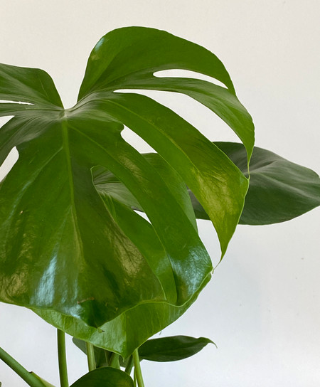 MONSTERA DELICIOSA | Tropical Planter - Orchid Dynasty