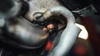 VW 5.0 TDI V10 Cast Stainless Exhaust Manifold Upgrade Kit