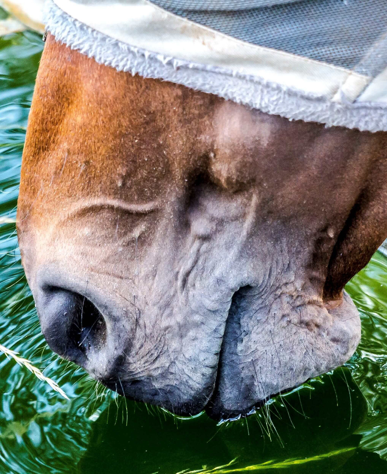 Le Mieux Horse Wear, Boots & Tack Products