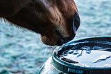 Winter Horse Hydration - Is He Drinking Enough?