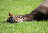 How Horses Sleep