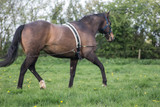 EquiAmi Lunging and Riding Training Aid